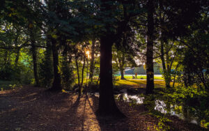 Endcliffe Park, looking fresh this morning.