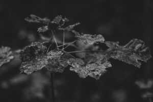 Rustic Leaves Sheffield, UK