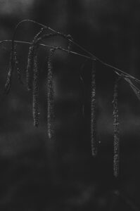Nature's Chimes. Sheffield, UK