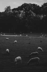 Porter Valley Sheep. Sheffield, UK.