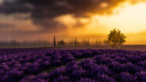 Provence at Dawn. Since everyone else was spamming photos of Provence, I decided I should probably have a go too. So he…