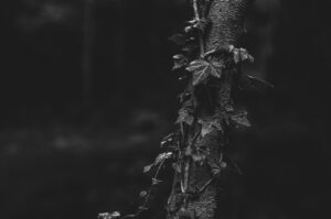 Ivy on a Tree. Sheffield, UK
