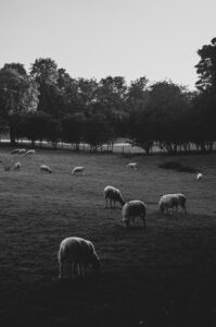 Porter Valley Sheep. Sheffield, UK.