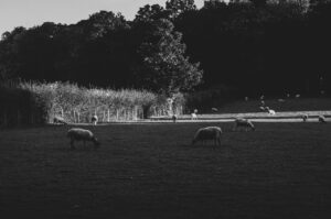 Porter Valley Sheep. Sheffield, UK.