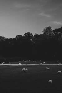 Porter Valley Sheep. Sheffield, UK.