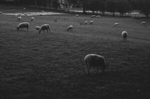 Porter Valley Sheep. Sheffield, UK.