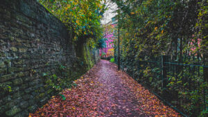 Some photos from walking Ozzy, at Sheffield General Cemetery, that I edited on stream the other day. https://twitch.tv/…