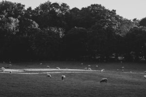 Porter Valley Sheep. Sheffield, UK.