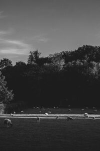 Porter Valley Sheep. Sheffield, UK.