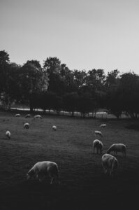 Porter Valley Sheep. Sheffield, UK.