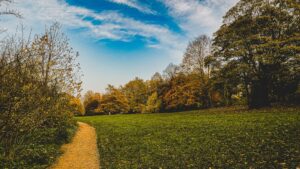 Some photos from walking Ozzy, at Sheffield General Cemetery, that I edited on stream the other day. https://twitch.tv/…