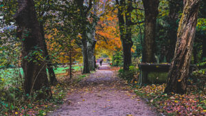 Some photos from walking Ozzy, at Sheffield General Cemetery, that I edited on stream the other day. https://twitch.tv/…
