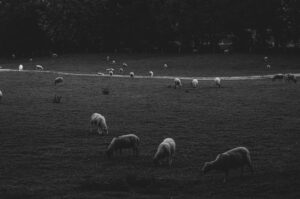 Porter Valley Sheep. Sheffield, UK.
