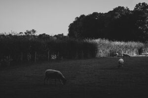 Porter Valley Sheep. Sheffield, UK.