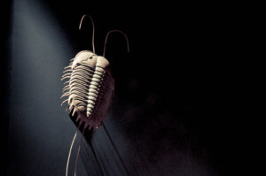 Trilobite