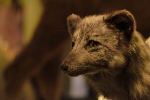 Arctic Fox