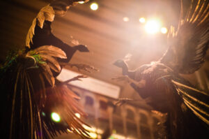 Peacock Fight