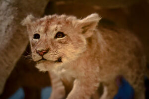 Baby Lion