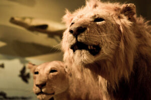 Lions