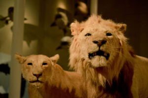 Lion's Stare