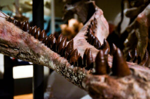 Teeth