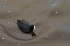 Swimmer