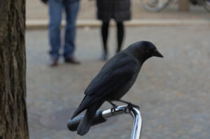 On the Hunt Amsterdam