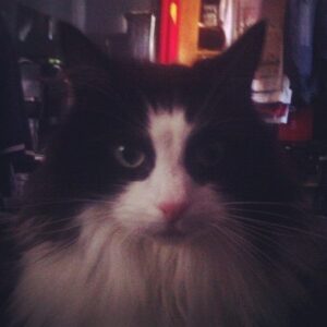 Socks says "hi" (Taken with Instagram at Shane Rounce's)