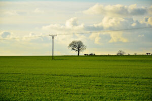 Sea of Green