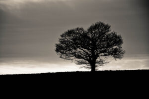 Silhouette of Life