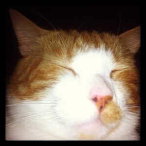 Sleepy Cat Attack (Taken with instagram)