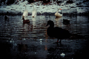 watching This Duck was just sat here, keeping watch. Western Park Pond, Sheffield, UK Buy this Print