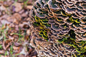 Funghi