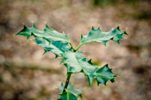 Ilex Aquifoliaceae