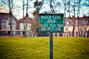 WATER FOWL AREA