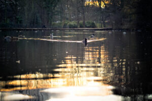 Endcliffe Park Pond