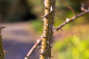 Prickly