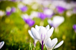 Spring.