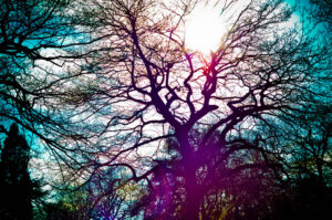 Sunshine Sheffield Botanical Gardens