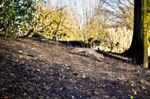 Run, Squirrel, Run! Sheffield Botanical Gardens