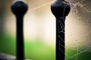 Spider's Web