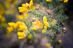 Ulex europaeus