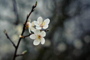 Dew Drop Petals