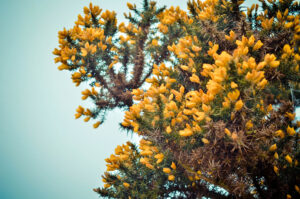 Ulex europaeus