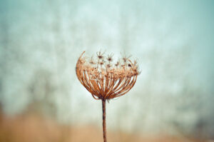 withered.