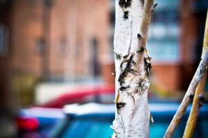 Birch
