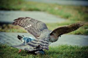 Attack!