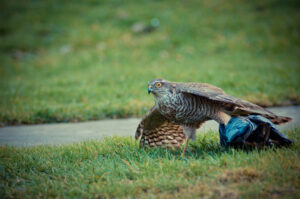 Pinned Down