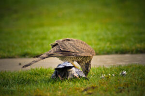 Plucking away.