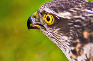 Hawk's Eye